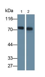 Dystrophin Monoclonal Antibody (C4)