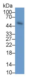 Elastin Antibody in Western Blot (WB)