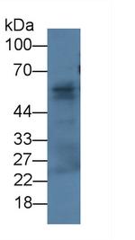 Fibulin 3 Monoclonal Antibody (C1)