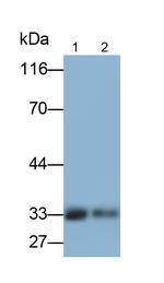 FLT3LG Monoclonal Antibody (D13)