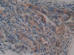 alpha Galactosidase Antibody in Immunohistochemistry (Paraffin) (IHC (P))