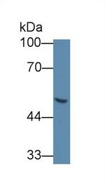 alpha Galactosidase Antibody in Western Blot (WB)