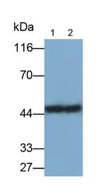HPR Antibody in Western Blot (WB)