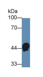 HPR Antibody in Western Blot (WB)