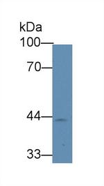 HPR Antibody in Western Blot (WB)