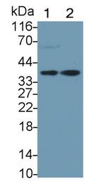 HPR Antibody in Western Blot (WB)