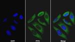 HPR Antibody in Immunocytochemistry (ICC/IF)