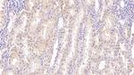 HPR Antibody in Immunohistochemistry (Paraffin) (IHC (P))