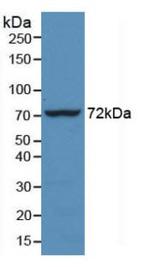 HSPA1L Antibody in Western Blot (WB)