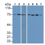 HSPA1A Monoclonal Antibody (C9)