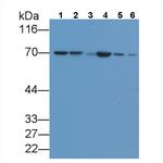 HSPA1A Antibody in Western Blot (WB)