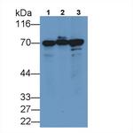HSPA1A Antibody in Western Blot (WB)