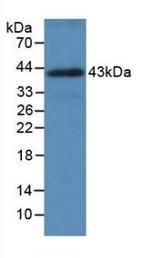 HSPA1A Antibody in Western Blot (WB)