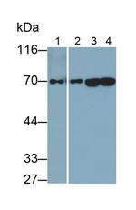HSPA1A Antibody in Western Blot (WB)