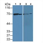 HSPA1A Antibody in Western Blot (WB)