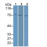 HSPA1A Antibody in Western Blot (WB)