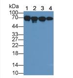 HSPA1B Antibody in Western Blot (WB)