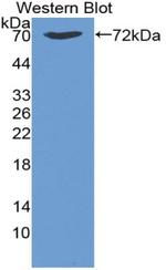 HSPA1B Antibody in Western Blot (WB)