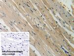HSP20 Antibody in Immunohistochemistry (Paraffin) (IHC (P))