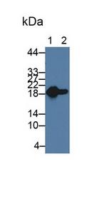 HSP20 Antibody in Western Blot (WB)
