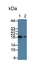 HSP20 Antibody in Western Blot (WB)