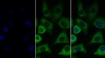 IGF1 Monoclonal Antibody (C1)