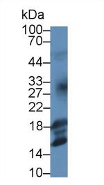 IGF1 Antibody in Western Blot (WB)
