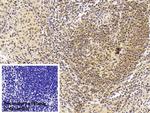 IGFBP-1 Monoclonal Antibody (D9)