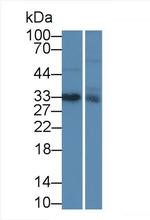 IGFBP-1 Antibody in Western Blot (WB)