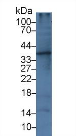 IL-1 alpha Antibody in Western Blot (WB)