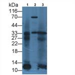 IL-12 p35 Antibody in Western Blot (WB)