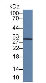 IL-12 p35 Monoclonal Antibody (C3)