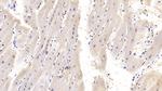 IL-18 Monoclonal Antibody (C14)