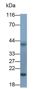 IL-18 Antibody in Western Blot (WB)