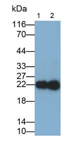 IL-18 Antibody in Western Blot (WB)