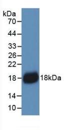 IL-18 Antibody in Western Blot (WB)