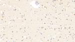 IL-19 Monoclonal Antibody (C9)