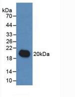 IL-19 Antibody in Western Blot (WB)