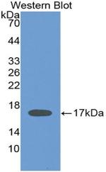 IL-2 Antibody in Western Blot (WB)
