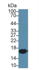 IBA1 Antibody in Western Blot (WB)