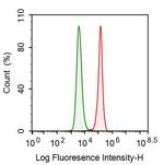 KPNA2 Antibody in Flow Cytometry (Flow)