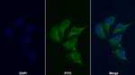 KPNA2 Antibody in Immunocytochemistry (ICC/IF)