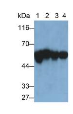 KPNA2 Antibody in Western Blot (WB)