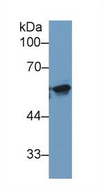 KPNA2 Antibody in Western Blot (WB)
