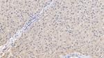 LCAT Antibody in Immunohistochemistry (Paraffin) (IHC (P))