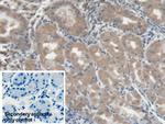 LGALS3BP Antibody in Immunohistochemistry (Paraffin) (IHC (P))