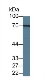 LGALS3BP Antibody in Western Blot (WB)