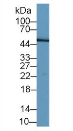 LRG1 Antibody in Western Blot (WB)