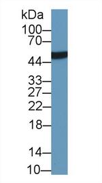 LRG1 Monoclonal Antibody (C5)