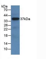 LRG1 Antibody in Western Blot (WB)